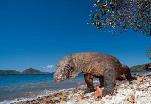 Pulau Komodo